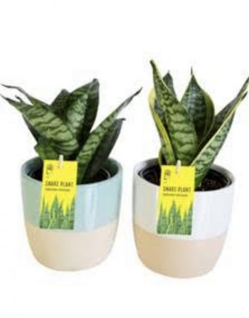3.5" Snake Plant ($25 each)