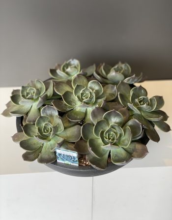10” Succulents Bowl