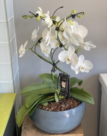 Hurricane Orchids