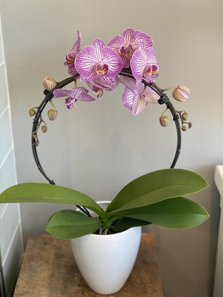 Infinity Linx Flower Buy Infinity Orchids flowers Online | Stavebank Florist