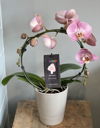 Infinity Circle Potted Orchids
