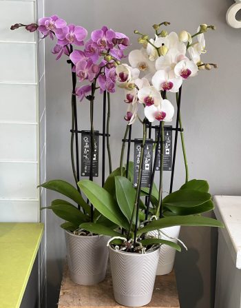 3 Spike Potted Orchids