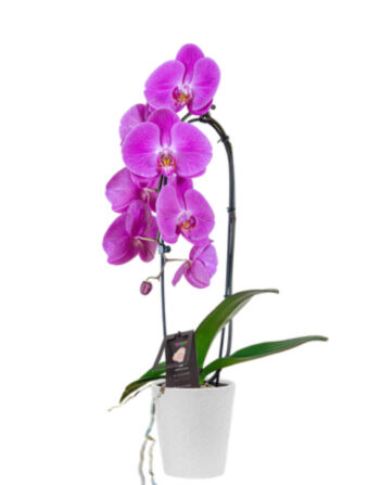Single Orchid