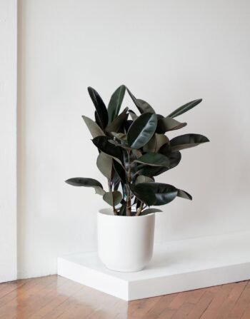 Rubber Plant