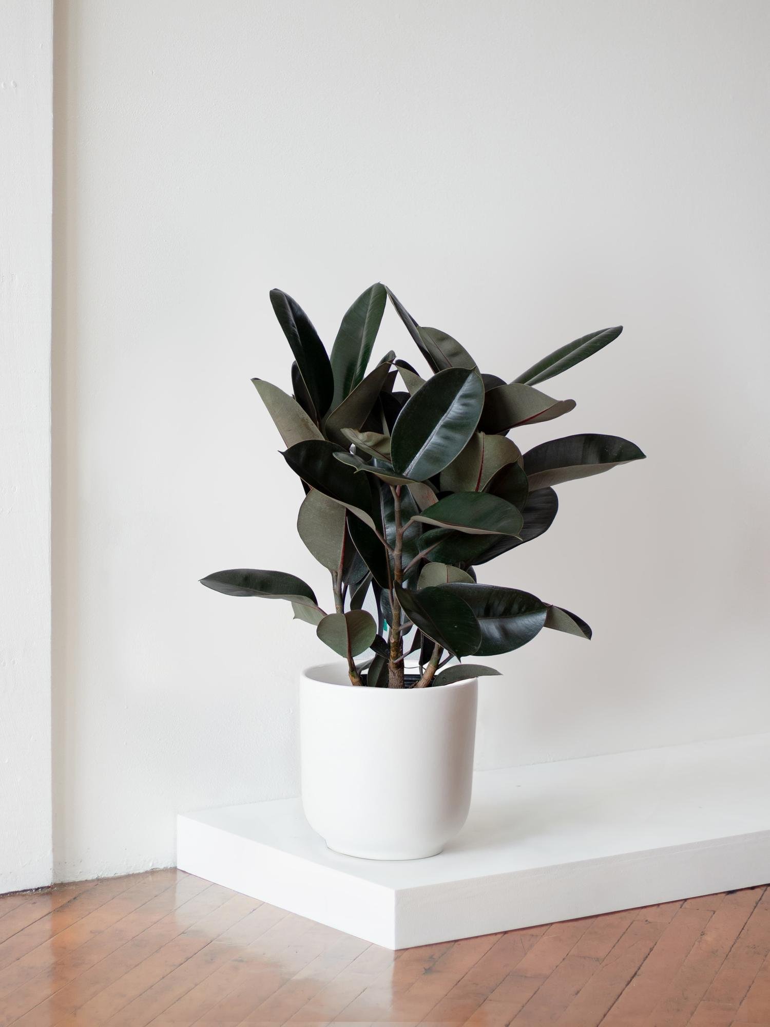 Rubber Plant