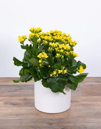 Kalanchoe Plant (Small)