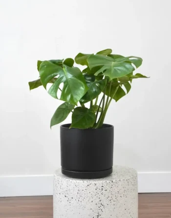 Monstera