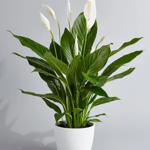 Peace Lily