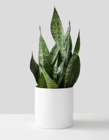 Monstera